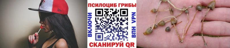 Псилоцибиновые грибы Psilocybine cubensis  Белоусово 